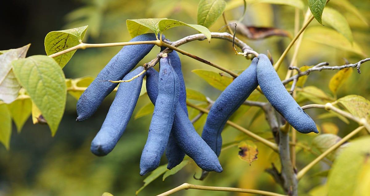 Blaue Wurstfrucht