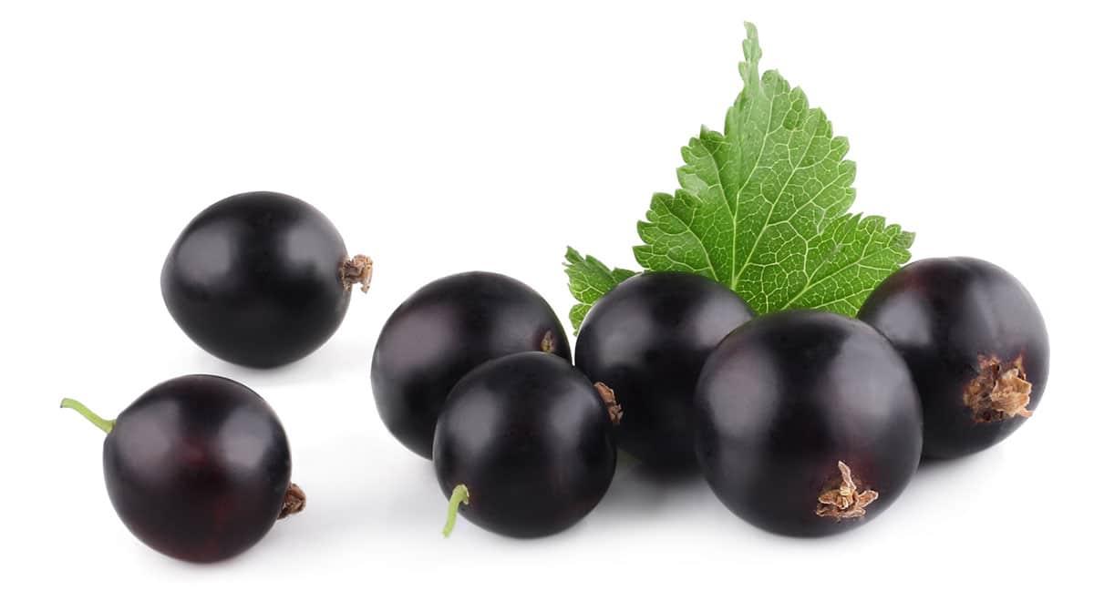 Holunderbeeren