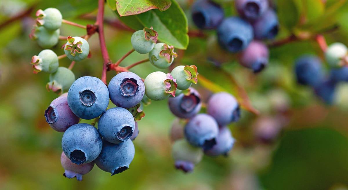 Huckleberries