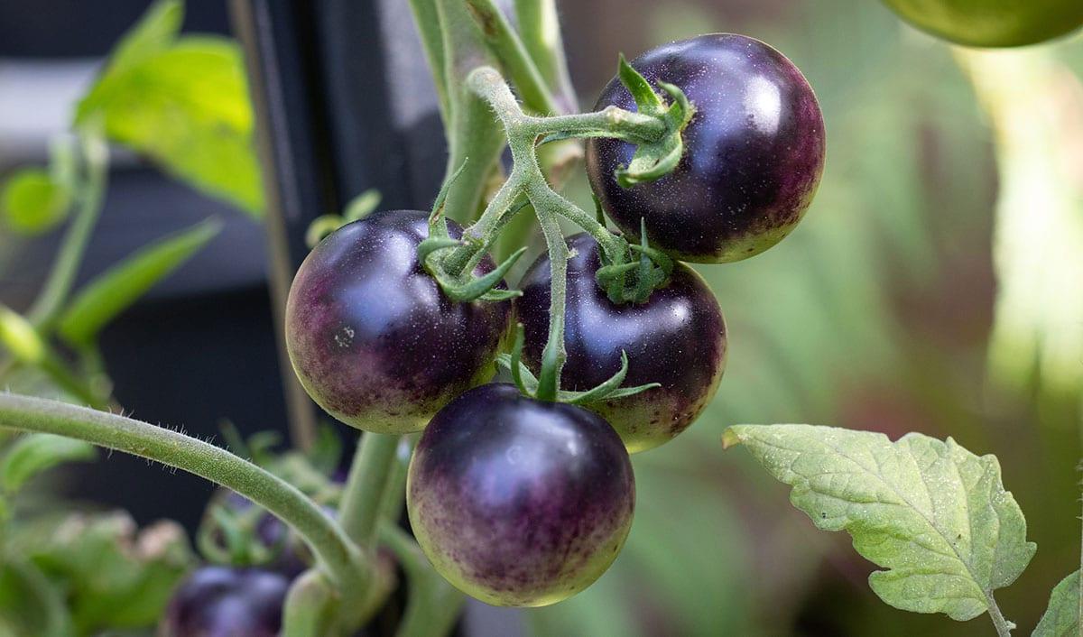 Indigo Rose Tomaten