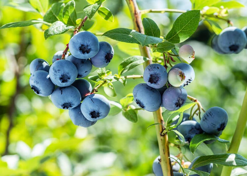 Heidelbeeren an einem Strauch.
