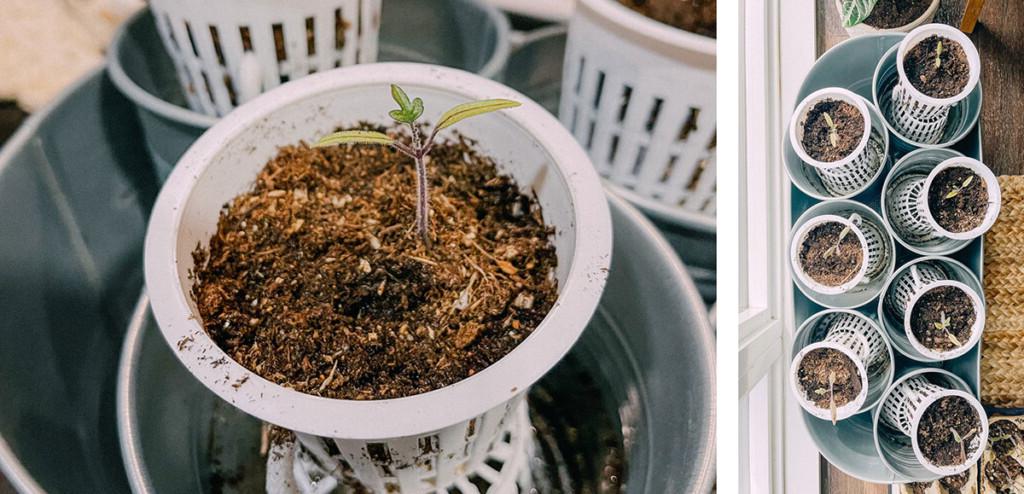 Plausch: April 2021 21 Tomatensprossen mit einem DIY-Bewässerungssystem