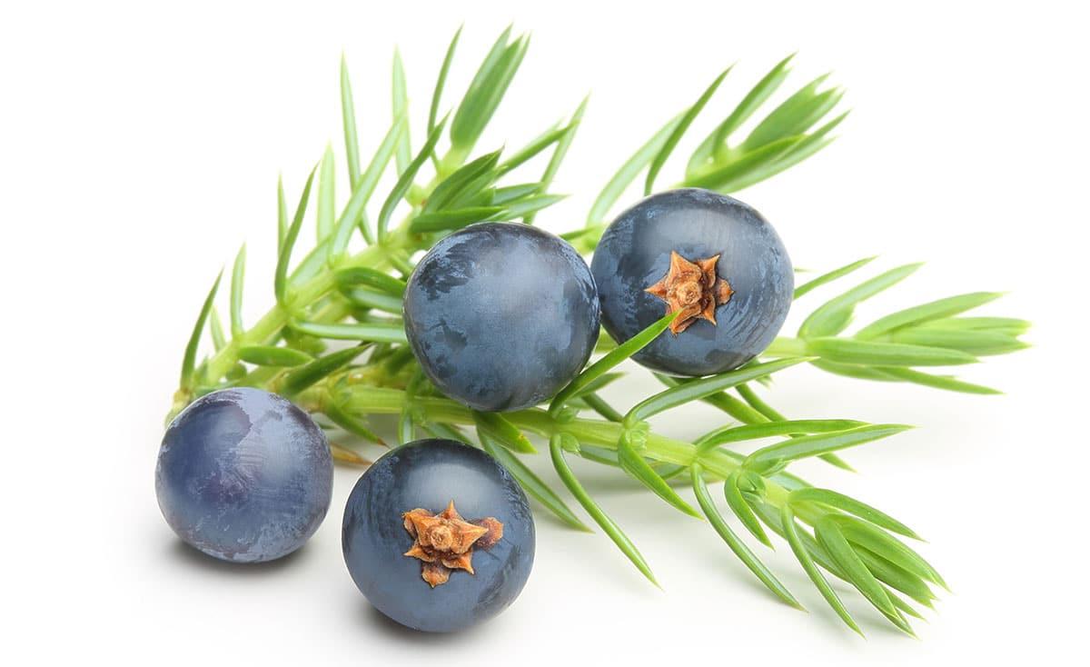 Wacholderbeeren