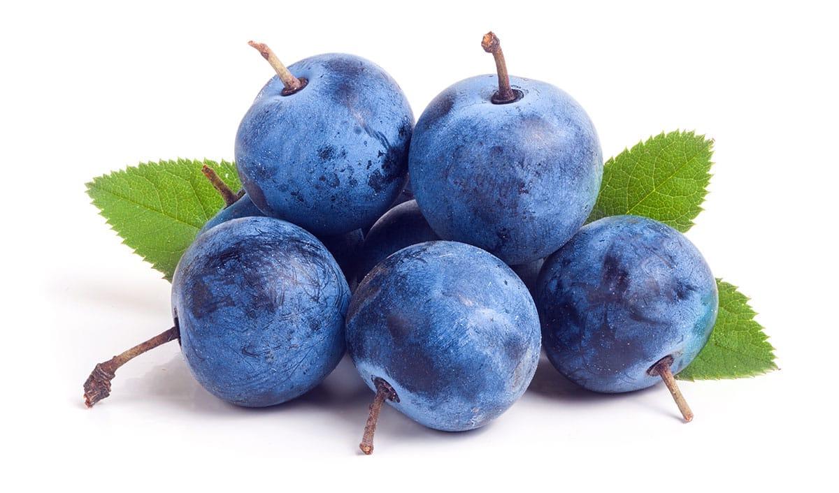 Schlehenbeeren