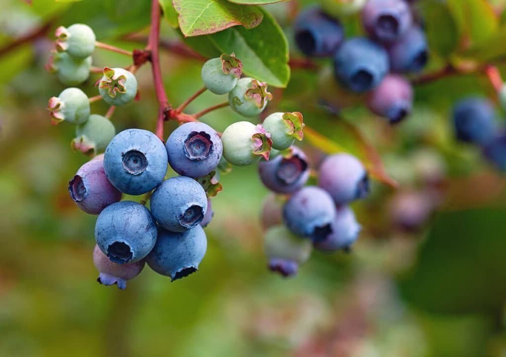 Huckleberries an einem Strauch.