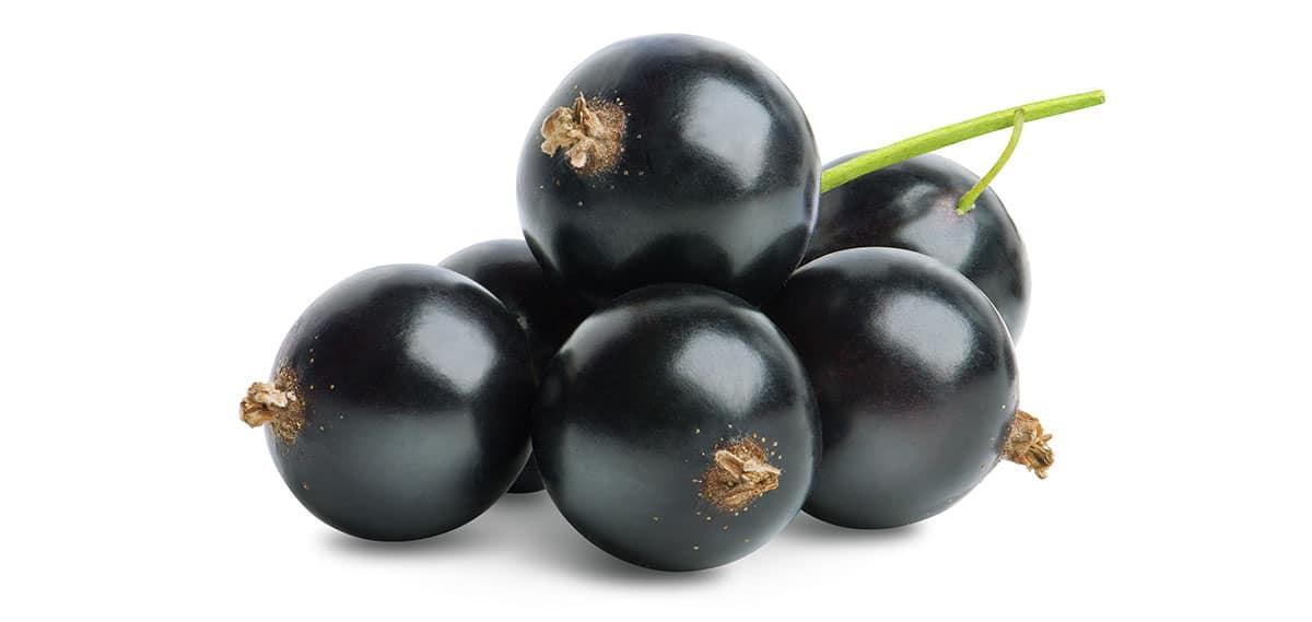 Schwarze Johannisbeeren