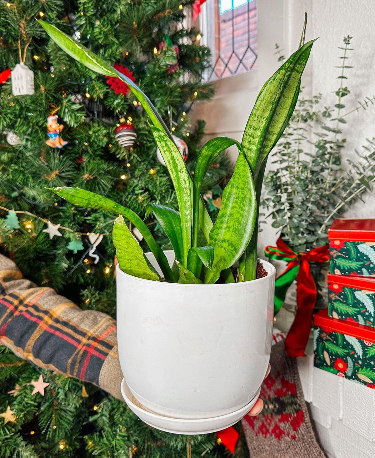 47 Geschenkideen für Feinschmecker 39 Zimmerpflanzen wie Efeutute oder Bogenhanf als Geschenk vor einem Weihnachtsbaum.