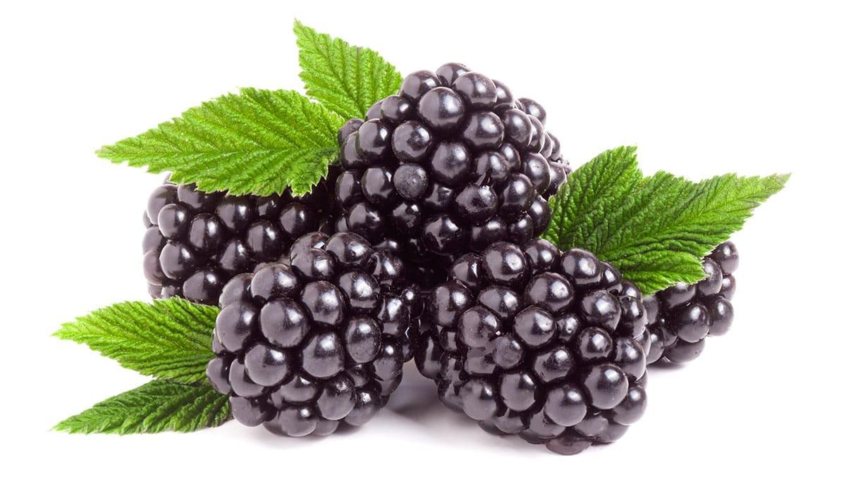 Brombeeren