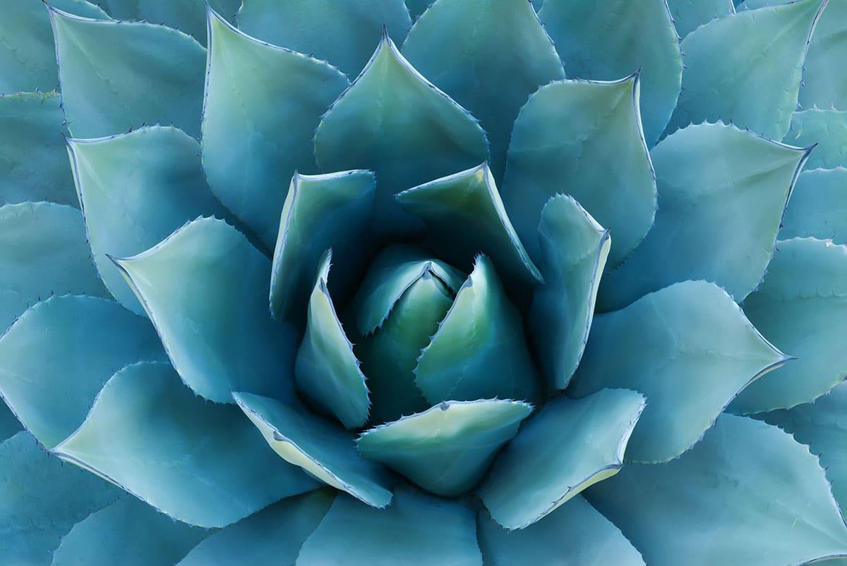 Blaue Agave