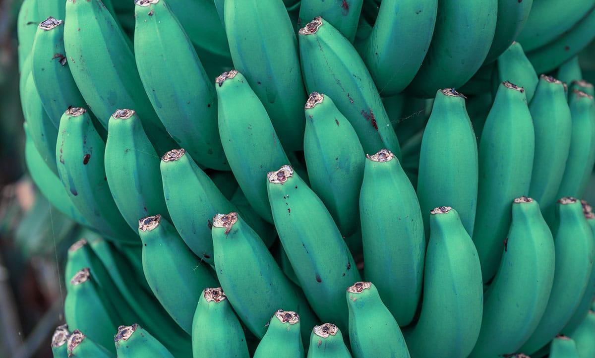 Blue Java Banane 