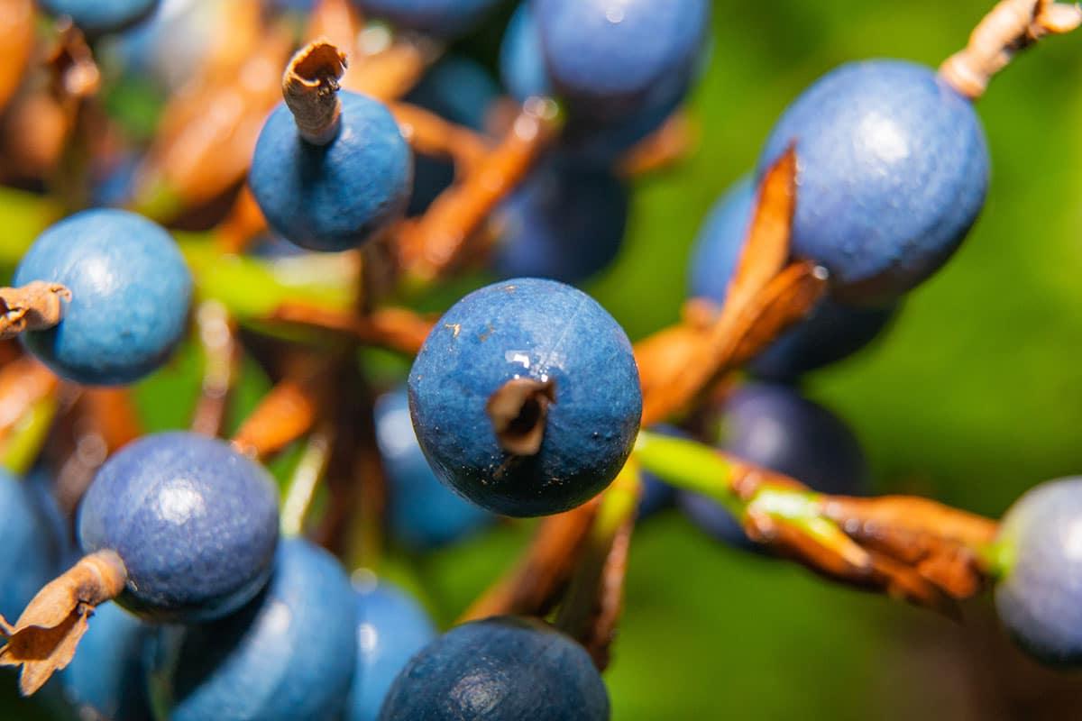 Blaue Marmorfrucht