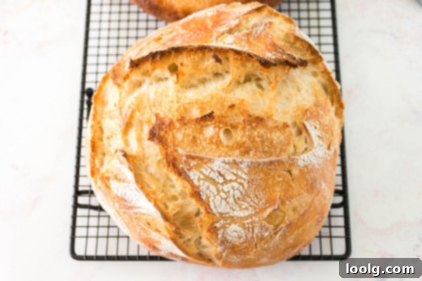 Slow Rise Sourdough Perfection 12 loaf of overnight sourdough on rack