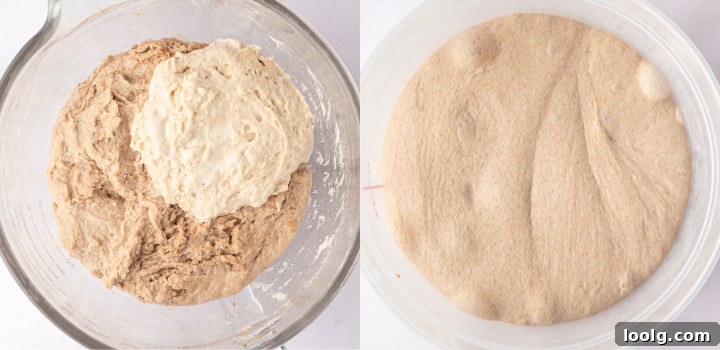 Whole wheat sourdough dough after mixing and after developing more strength.