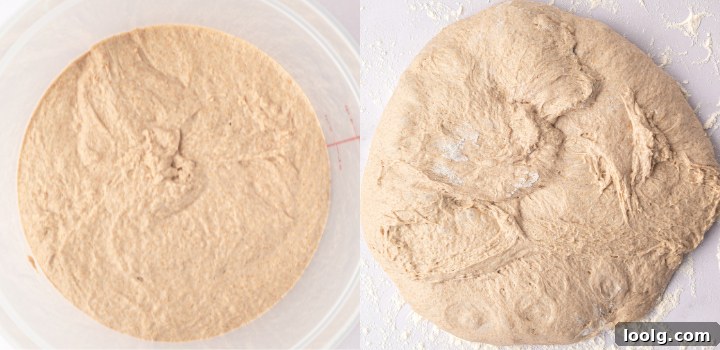 Aerated whole wheat sourdough dough at the end of bulk fermentation and turned out onto a floured surface for preshaping.