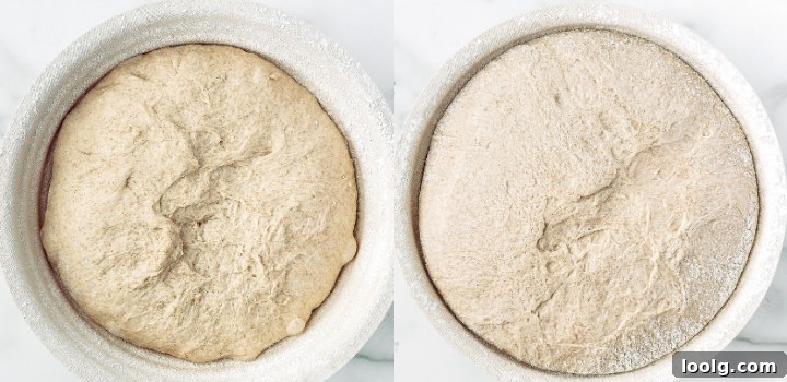Shaped whole wheat sourdough dough in a banneton and the cold-proofed loaf ready for scoring.