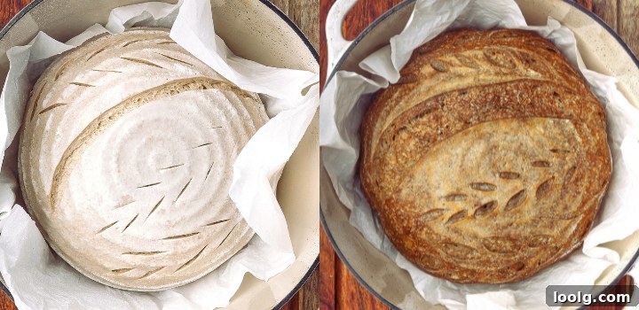 Whole wheat sourdough before baking and after baking in a parchment-lined Dutch oven.
